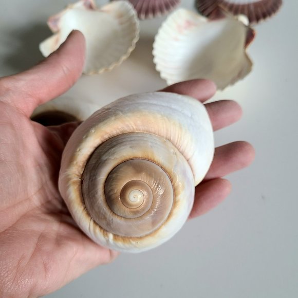 6 large sea shells. - Picture 4 of 5